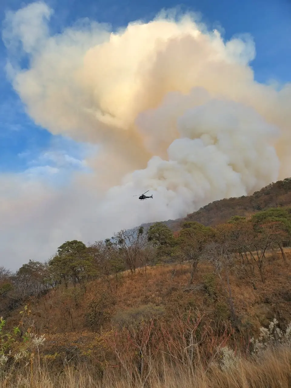 Reforestación con especies nativas